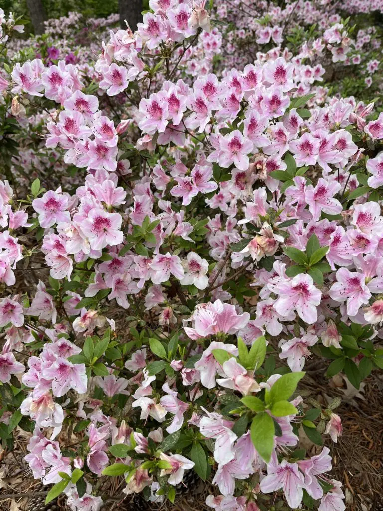 Azaleas