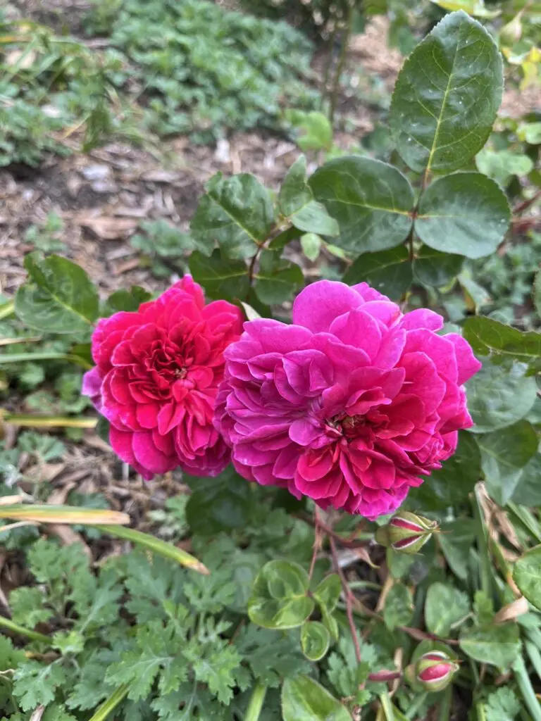 Pink roses