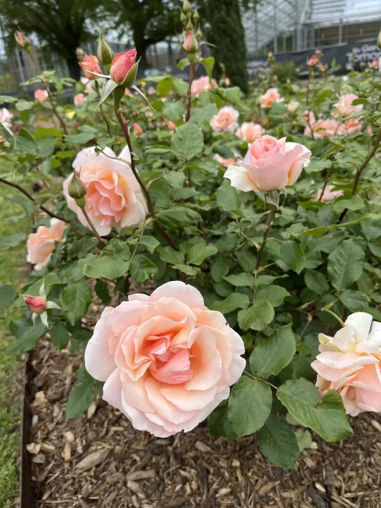 Peach colored roses