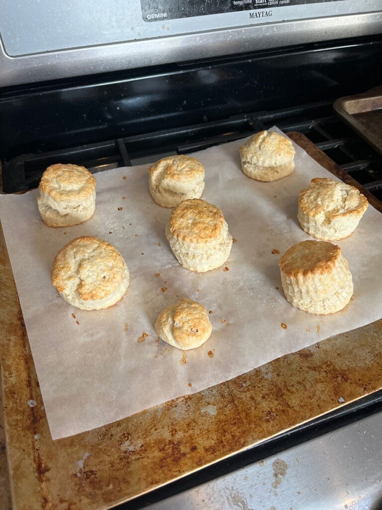 Cream scones from the oven