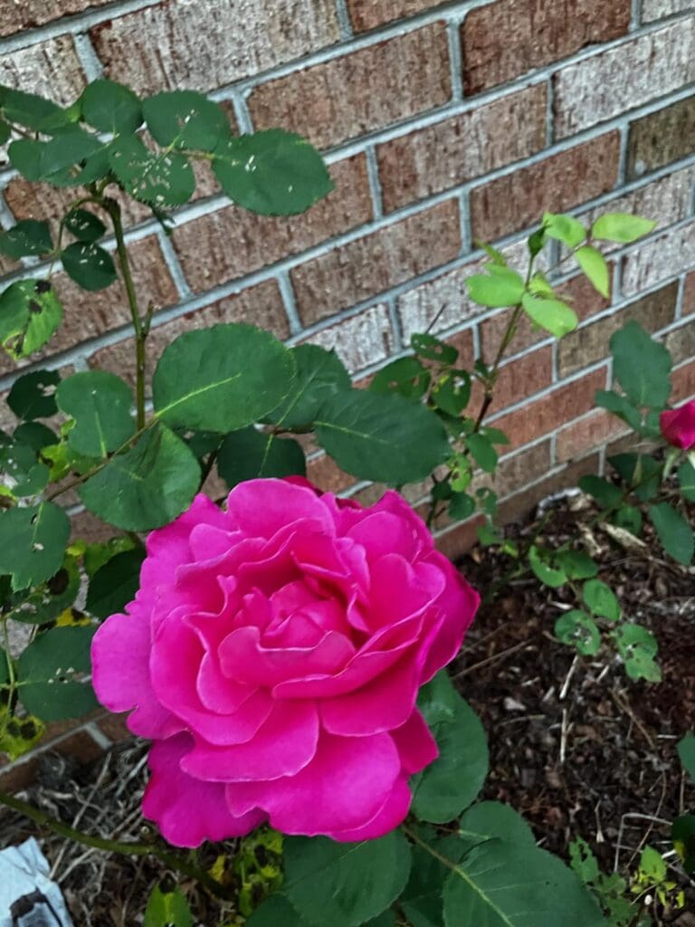 Ma's Rose